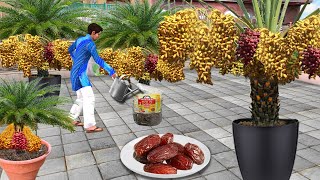 Khajoor Palm Trees Farming Terrace Garden Dates Dry Fruits Hindi Kahani Moral Stories Hindi Stories [upl. by Caravette434]