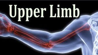 The upper limb [upl. by Aneliram344]