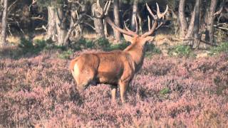 Bronst HogeVeluwe 2011 [upl. by Tnert]