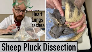 How to Dissect a Sheep Pluck Heart Lungs Trachea and Identify Everything 🫁 🫀 [upl. by Wilton]