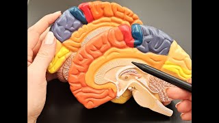 Brain Anatomy  Rapid Review of All Structures [upl. by Enialehs]