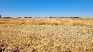 Big Frost Has Ended The Canola Prematurely  Preparing For Windrowing amp Auger Rebuild 20 [upl. by Aramot874]