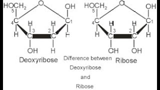 Differences in the Types of Sugars found in Nucleic acids Ribose and Deoxyribose [upl. by Aibonez]