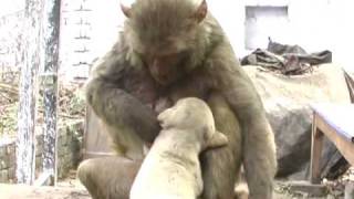 monkeypuppy love 1 1wmv [upl. by Vrablik821]