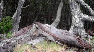 Tierra del Fuego National Park Ushuaia Argentina [upl. by Fredela]