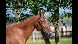 Gamblite Proosthof Z George Z x Arezzo VDL  Mare 2016 DRESSAGE [upl. by Eudora]