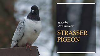 Strasser Pigeon [upl. by Ojytteb]