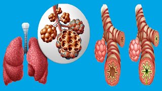 Bronchospasm Causes And Symptoms [upl. by Domonic38]