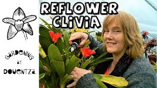 Reflowering the Clivia amp Basic Care [upl. by Salomone]