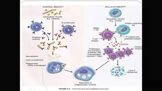 Immunopathology Introduction [upl. by Gerdy]