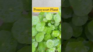 Pennywort Dollar Plant youtubeshorts [upl. by Arela976]