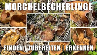 Morchelbecherling Verwechslung  Wo wachsen Morchelbecherlinge  Zubereitung Rezept  Flachmorchel [upl. by Hussey656]