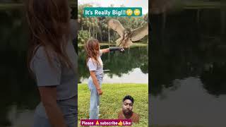 Flying the SECOND LARGEST Owl in the World🦉🦉 owl eating birds fly youtubeshorts short 2024 [upl. by Ralph]