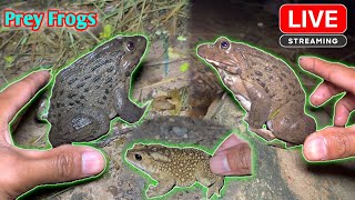 Boing boing catching froggy funny  catch frogs make you laugh  catch frogs for fun [upl. by Hermy360]