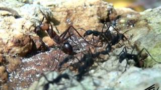 Ants Up Close  YouTube HD [upl. by Adilem]