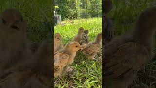 Belgian d’Uccles on grass for first time bantamchickens truebantam millefleur babychicks [upl. by Pathe]