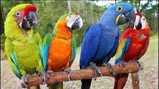 10 Guacamayos Más Hermosos del Mundo Que Querrás como Mascota [upl. by Minda89]