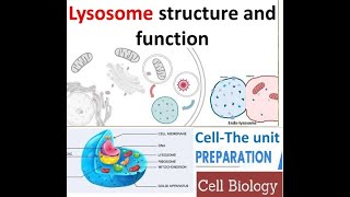 Lysosomes definition and function in hindiUrdu Fsc Biology CH 4 The Cell [upl. by Lavinie]