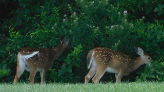 A pair of white tailed deer fawns having a snack in a field in Maryland [upl. by Nitza167]