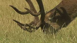 Irate man chases Fenton the dog in Richmond Park [upl. by Lesde]