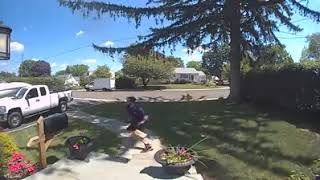 Just Leave the Package and Run  Funny Dog Video Caught on Camera [upl. by Akenaj]