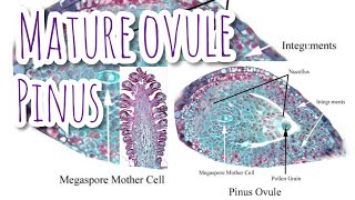 Structure of mature ovule of Pinus  Megasporangium  Gymnosperms [upl. by Galven]