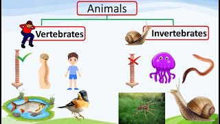 vertebrates and invertebrates for kids vertebrates invertebrates etoddlers [upl. by Maighdlin]