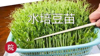 【彬彬有院】种•829如何水培豌豆苗家庭无土培植豌豆苗，10天就可以收获；最后看看我的蒜苗How to grow pea shoots at homeMars Hydro种植棚生长灯 [upl. by Prudy]