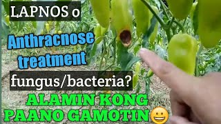 Anthracnose treatmentpaano gamotin ang lapnos o anthracnose leaf spot blight bacterial wilt [upl. by Nnad]