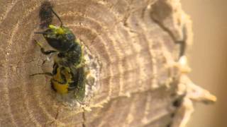 Leafcutter bees Megachilidae [upl. by Naffets735]