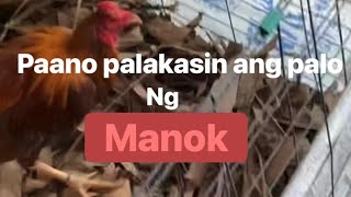 Paano palakasin ang palo ng panabong na manok [upl. by Anaitsirk263]