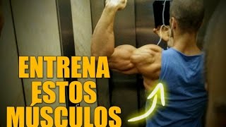 LOS MÚSCULOS OLVIDADOS que deberías ENTRENAR MÁS  Hombro trapecio glúteo femoral Héroe Fitness [upl. by Nnilsia]