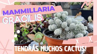 Todo sobre Mammillaria Gracilis  Aprende sobre este bello cactus mexicano [upl. by Lopes713]