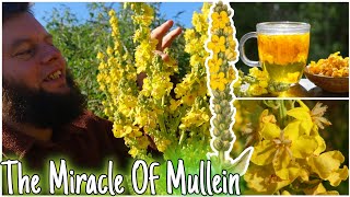 The Miracle Of Mullein Natures Lung Healer 🫁 Health Benefits Uses amp Identification [upl. by Enalb]