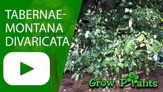 Tabernaemontana divaricata  grow amp care Crape jasmine [upl. by Aniretak]