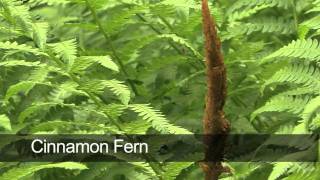 How To Grow Ferns [upl. by Massab]