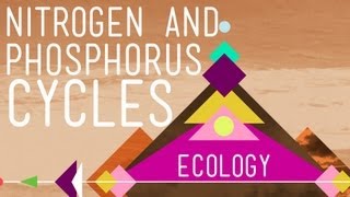 Nitrogen amp Phosphorus Cycles Always Recycle Part 2  Crash Course Ecology 9 [upl. by Sonia]