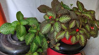 Planta Episcia  Sus Cuidados y Reproducción [upl. by Akihsat]