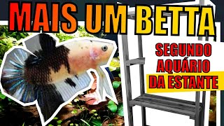 🔴MONTEI OUTRO AQUÁRIO DE BETTA  MONTAGEM DE AQUÁRIO LOW TECH  Mr Betta [upl. by Lauraine151]