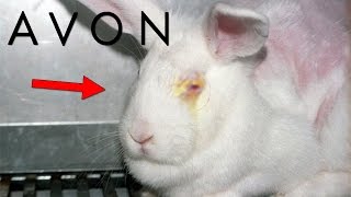 Los SECRETOS OCULTOS De AVON  ¿Realmente Usan Conejos [upl. by Kcor]