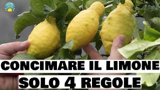 Concimare il LIMONE  4 REGOLE DA SAPERE  Prodigio limone AGRUMI e SEMPREVERDI [upl. by Robbert]