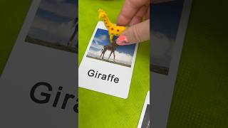 Learn Zoo Animal Names with Flashcards shorts [upl. by Holden219]