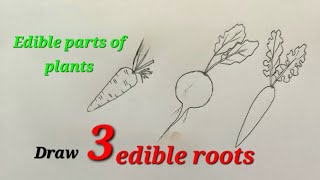 Edible roots drawing easy how to draw edible roots for EVS science Edible parts of plants  roots [upl. by Jermain]