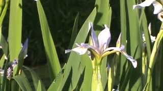 Minnesota Native Plant  Northern Blue Flag Iris Versicolor [upl. by Sucramd]