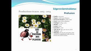 Erigeron karvinskianus Profusion plante vivace [upl. by Ramirolg]