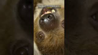 Incredible Sloth Facts The Slow Life of Nature’s Cutest Animals animals sloth slothfacts [upl. by Krisha318]