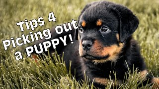 How to pick a Rottweiler puppy [upl. by Yetnruoc]