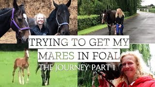 TRYING TO GET MY MARES IN FOALPART 1 [upl. by Vergos]