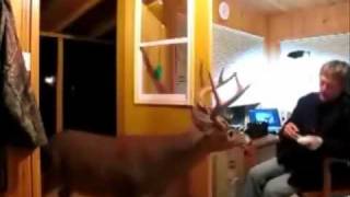 Man Feeds Deer in his House [upl. by Aidnyl]