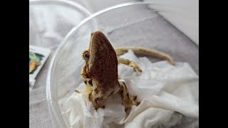 How to Build a Bioactive Gecko Enclosure and unboxing a Lilly White Crested Gecko [upl. by Aleahcim]